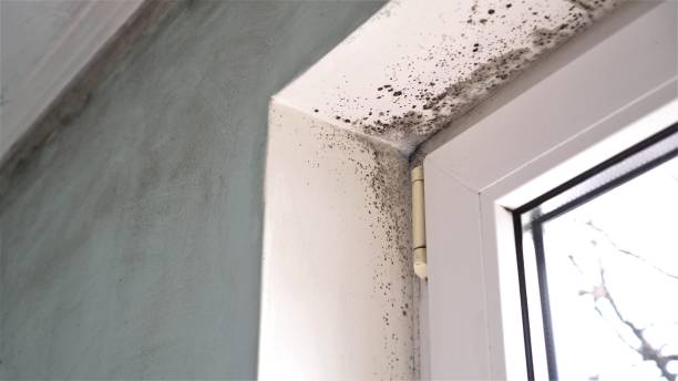 Best Mold Odor Removal Services  in Aldan, PA