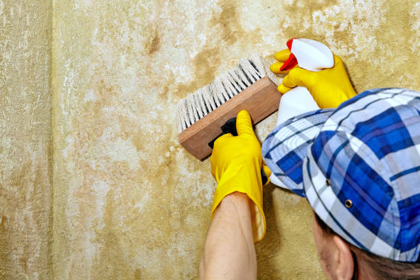 Best Mold Damage Restoration  in Aldan, PA